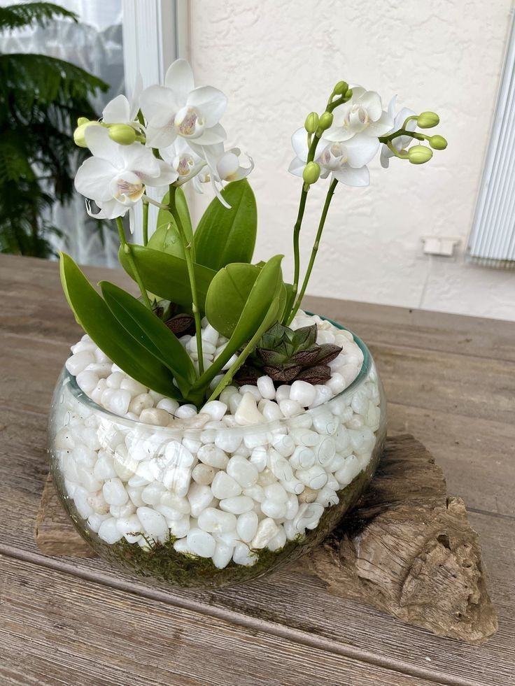 Glass Garden Orchid