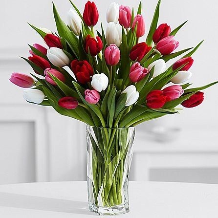 Tulip Harmony Bliss