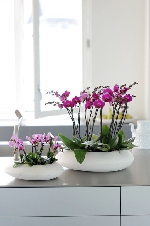 Orchid Harmony Duo