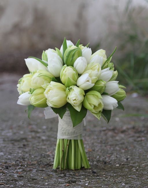 Ivory Tulip Serenity